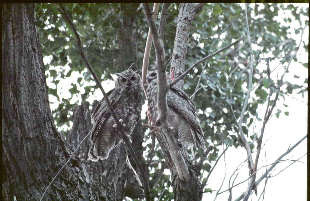 bubo-virginianus-usa.jpg