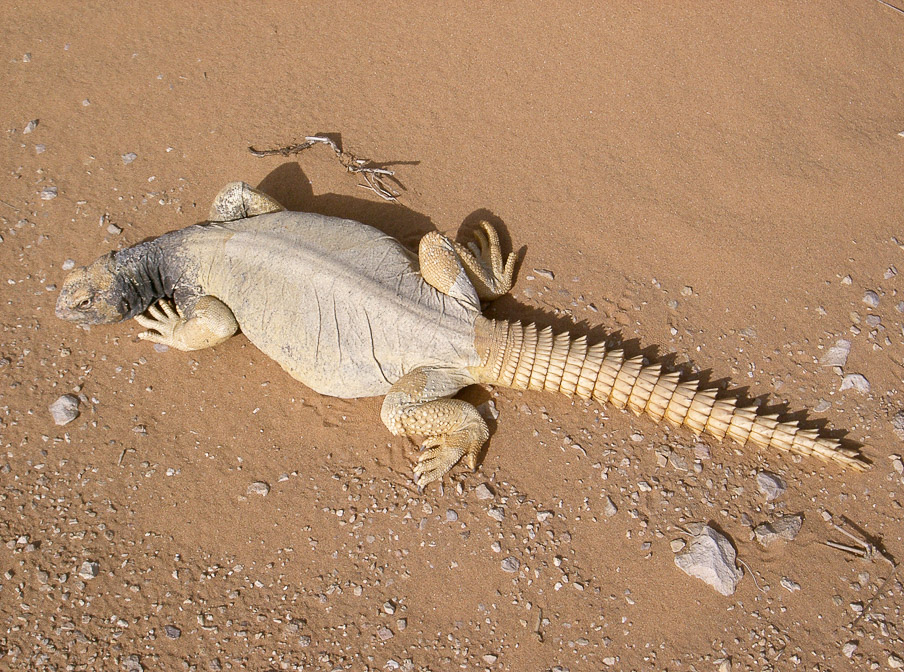 uromastyx-aegyptius-saudi-arabia.jpg