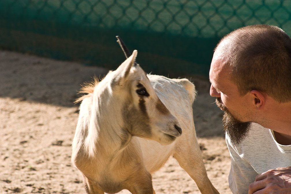 oryx-leucoryx-saudi-arabia.jpg