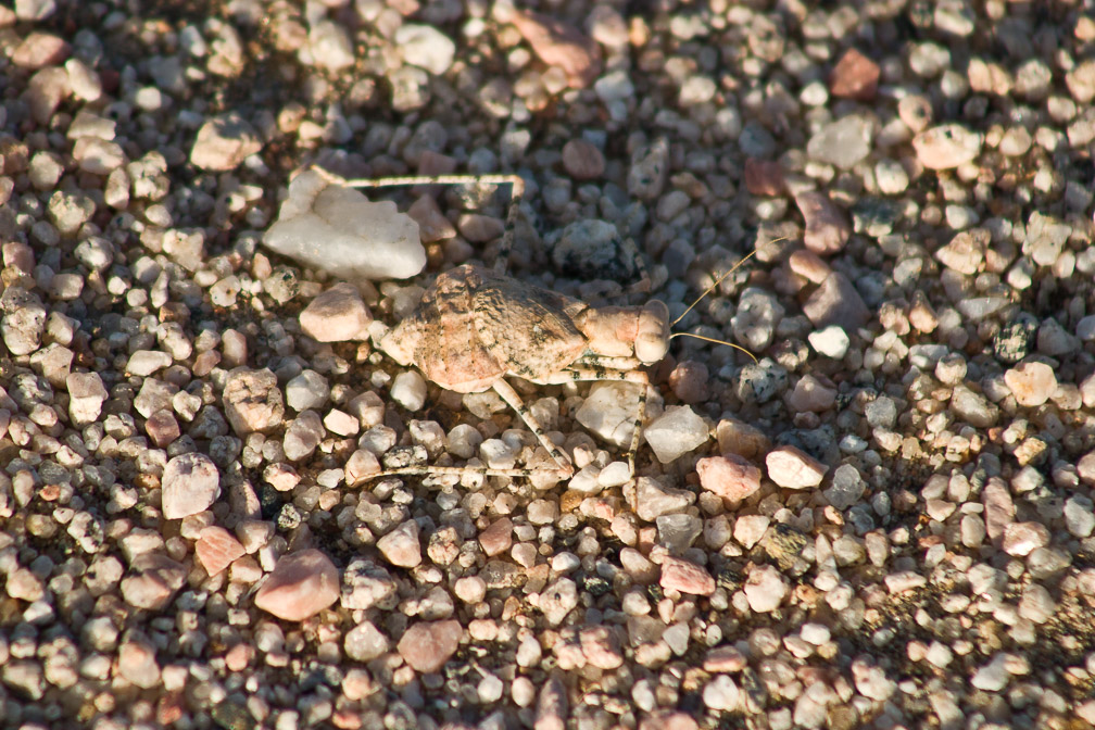 eremiaphila-baueri-saudi-arabia.jpg