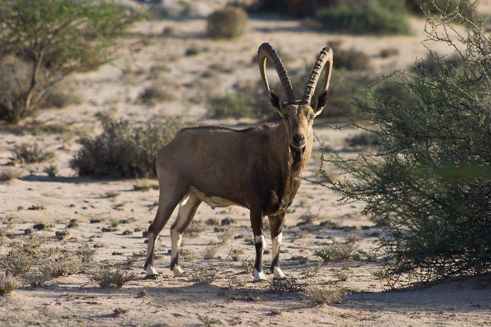 capra-ibex-saudi-arabia.jpg