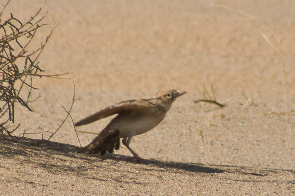 eremalauda-dunni-saudi-arabia.jpg