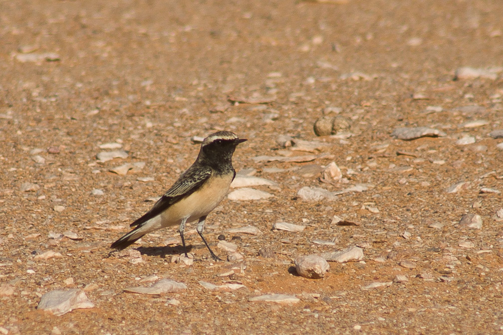 oenanthe-cypriaca-saudi-arabia.jpg