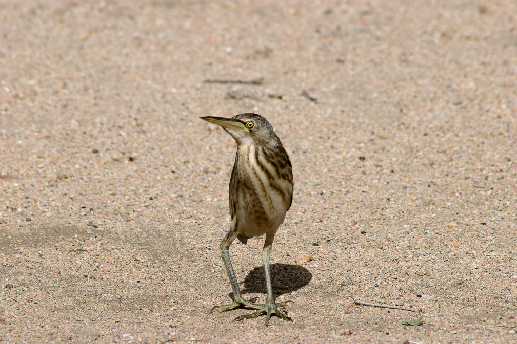 ixobrychus-minutus-saudi-arabia-2.jpg