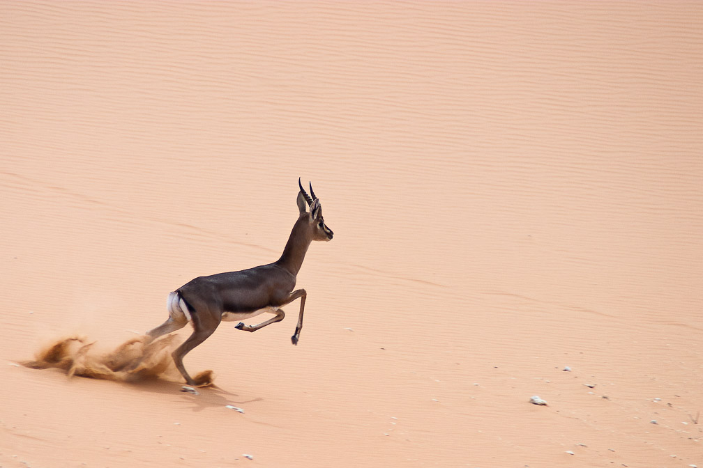 gazella-gazella-saudi-arabia-3.jpg