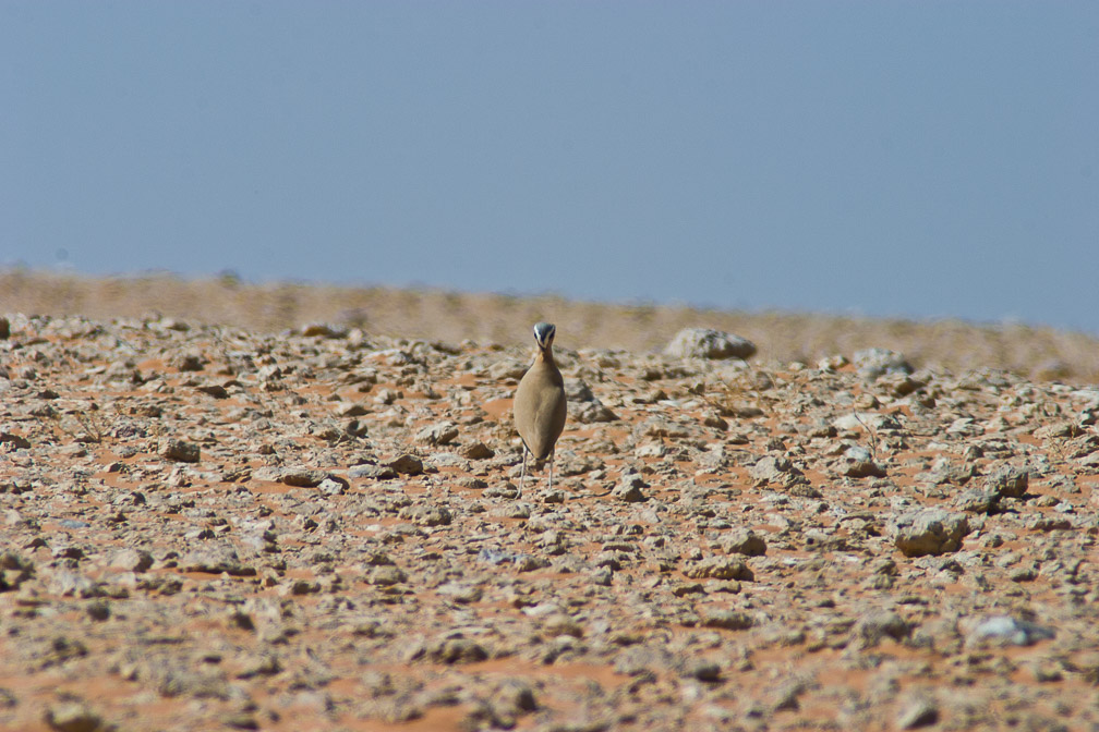 cursorius-cursor-saudi-arabia.jpg