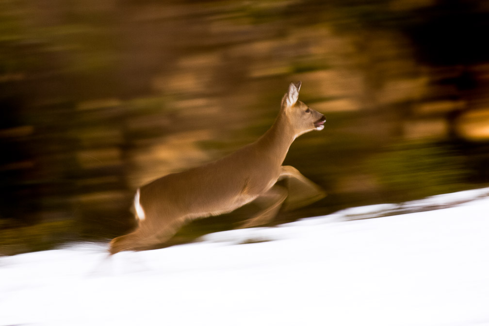 capreolus-capreolus-switzerland.jpg