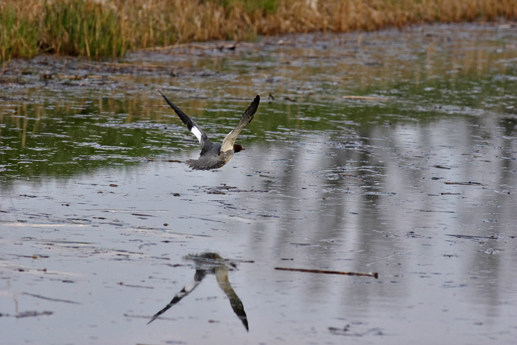 mergus-merganser-switzerland.jpg