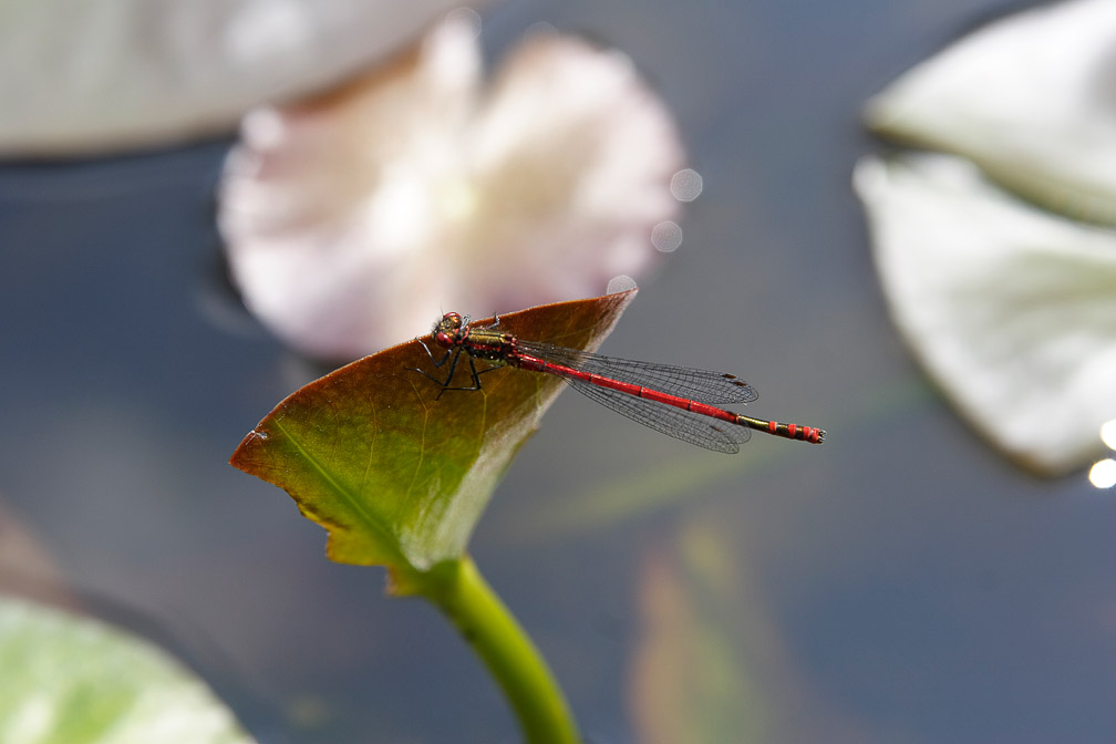 pyrrhosoma-nymphula-switzerland.jpg