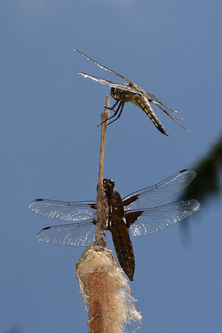 libellula-depressa-switzerland.jpg