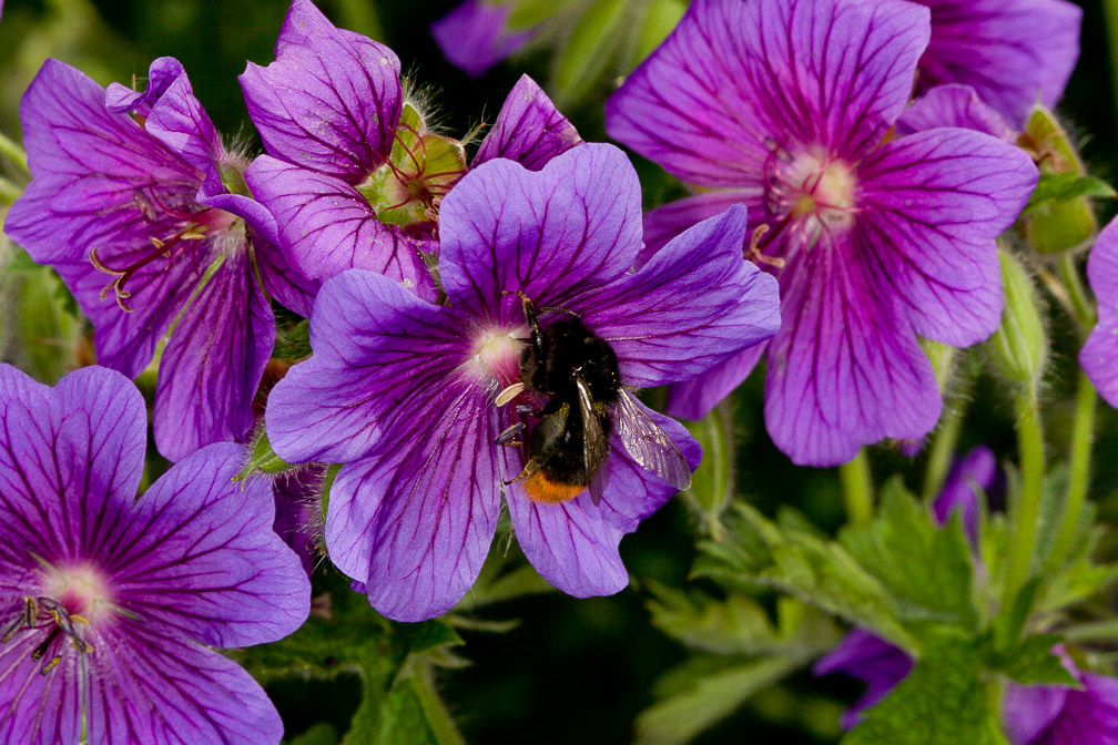 bombus-switzerland.jpg