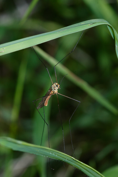 tipulidae-switzerland.jpg