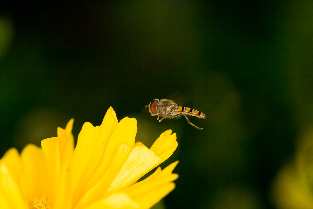 syrphidae-switzerland-3.jpg