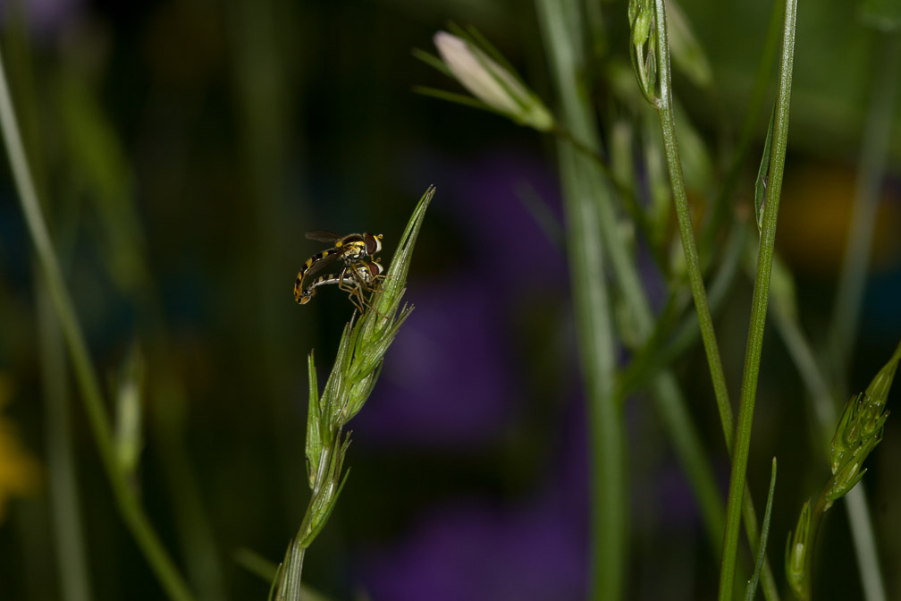 syrphidae-switzerland-4.jpg