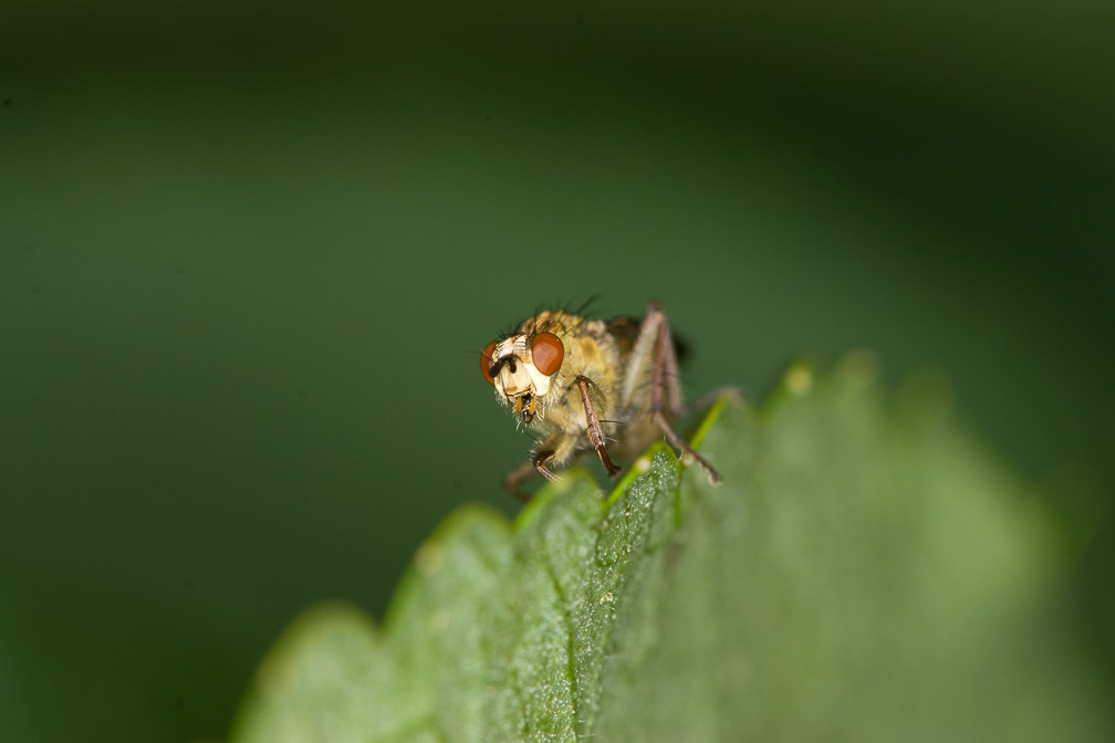 diptera-switzerland.jpg