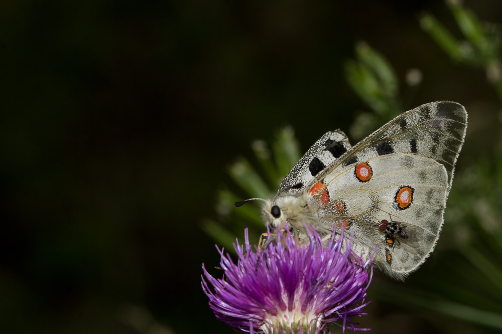 parnassius-apollo-italy.jpg