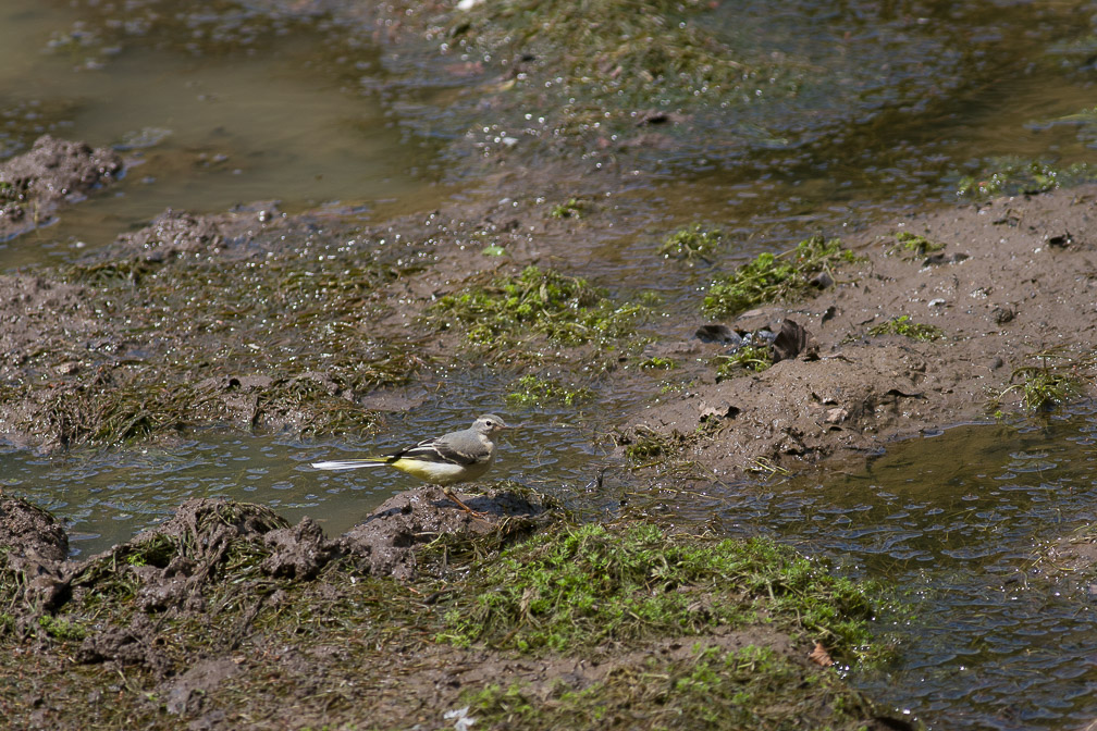 motacilla-cinerea-italy.jpg