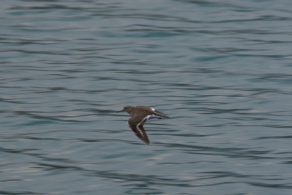 actitis-hypoleucos-italy-2.jpg