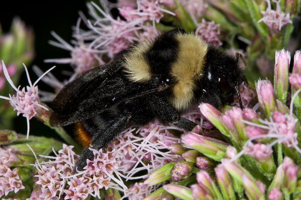 bombus-(bourdon)-italy.jpg