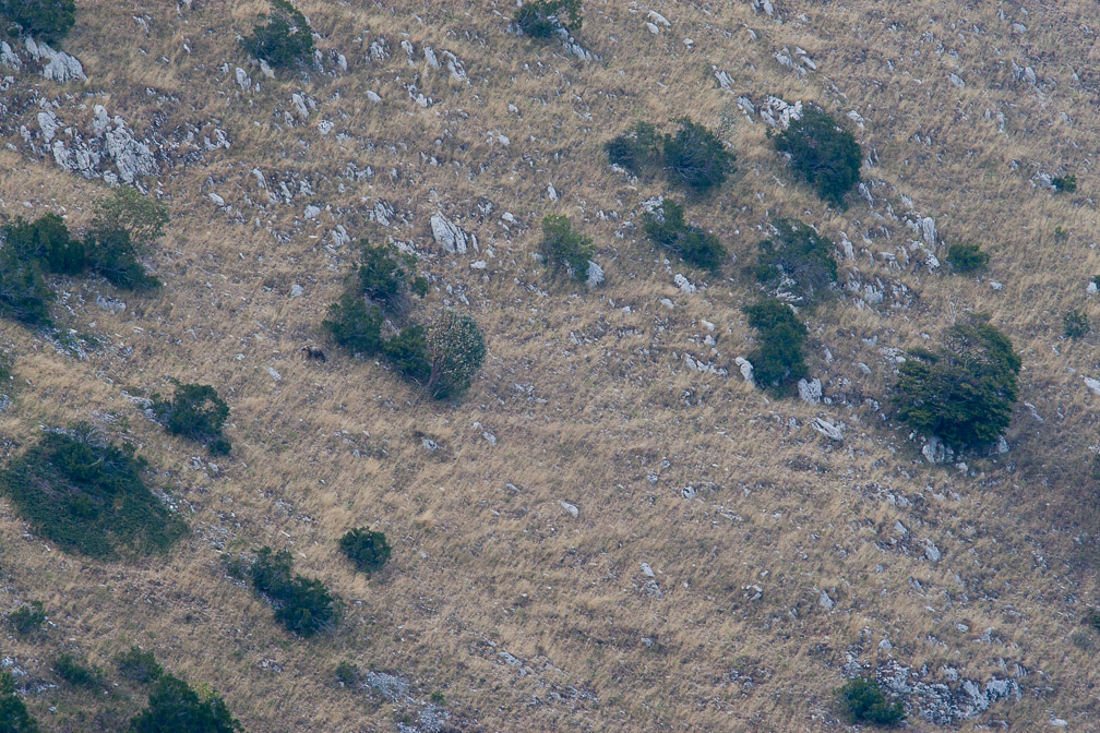 ursus-arctos-italy.jpg