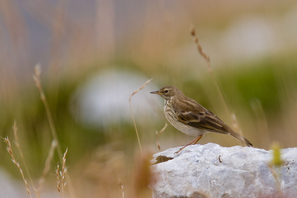 anthus-spinoletta-italy.jpg