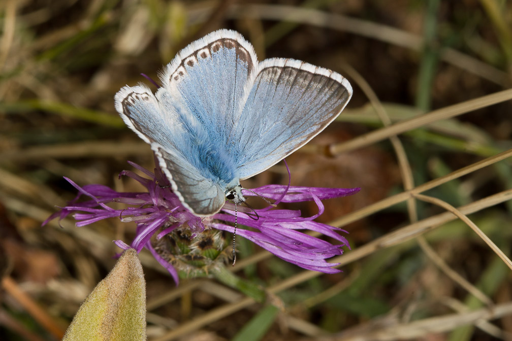 polyommatus-coridon-italy.jpg