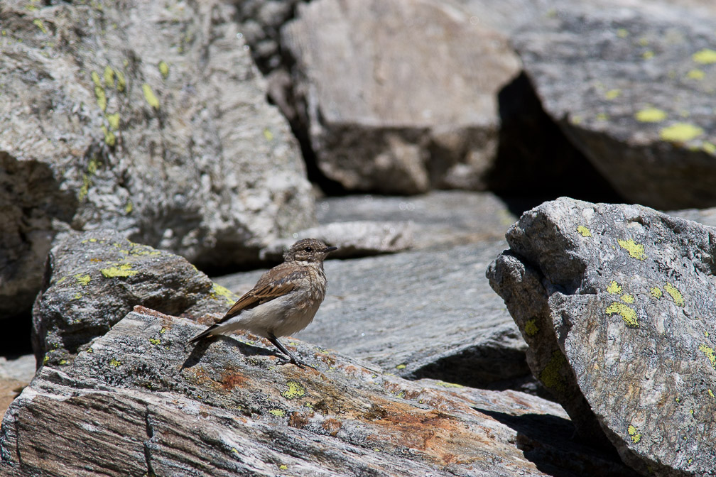 oenanthe-hispanica-switzerland.jpg