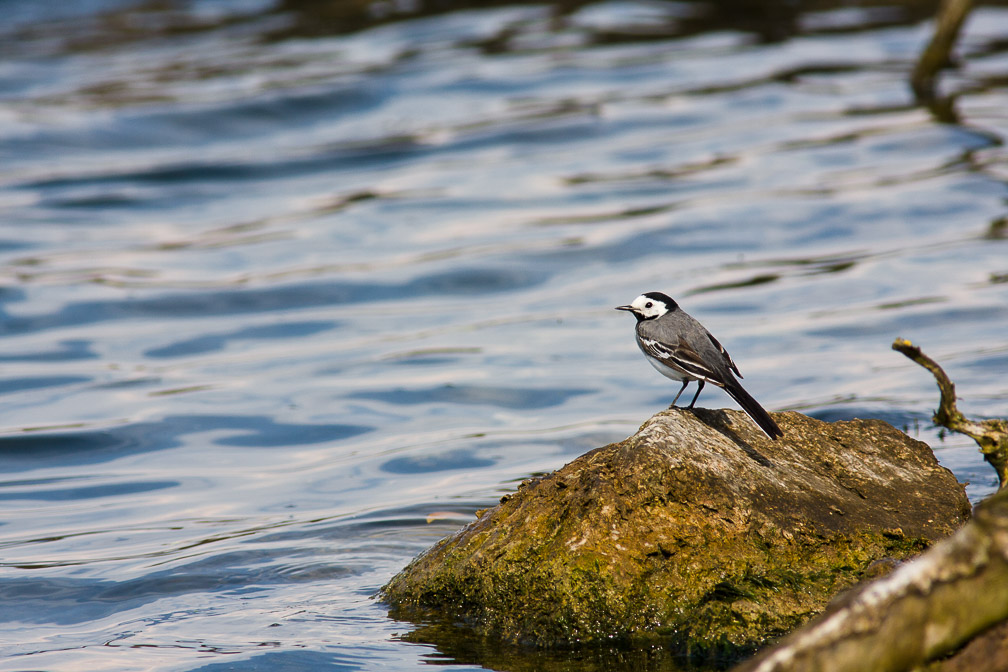 motacilla-alba-switzerland.jpg