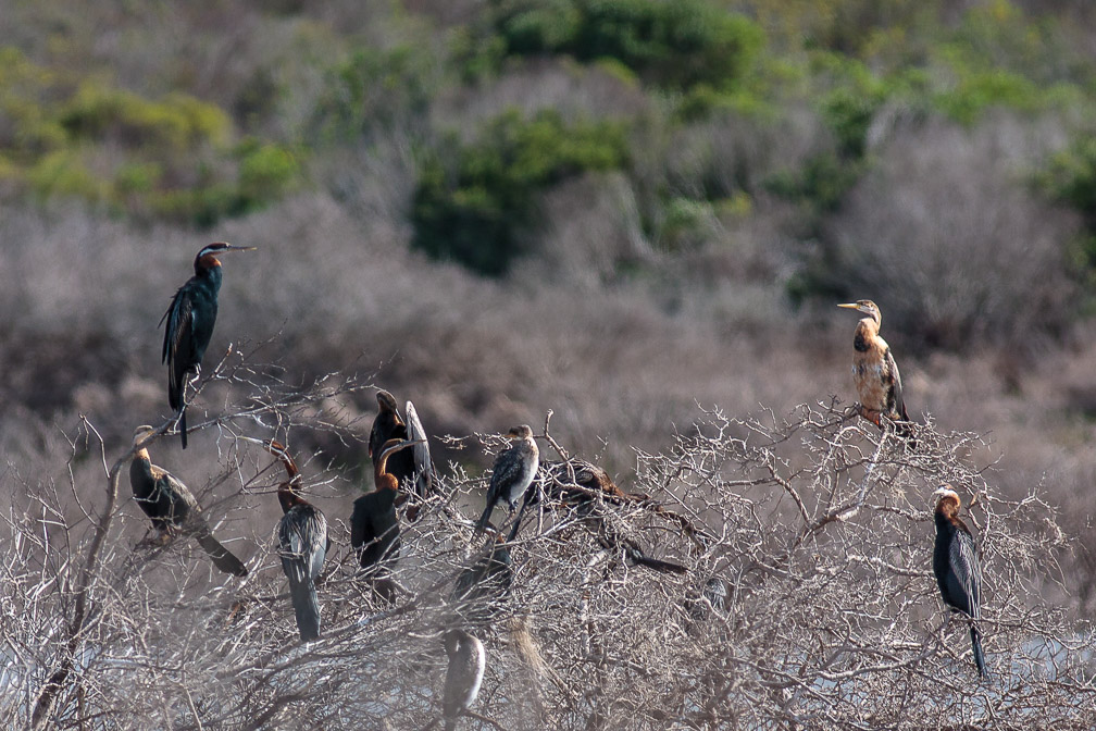 anhinga-anhinga-south-africa.jpg