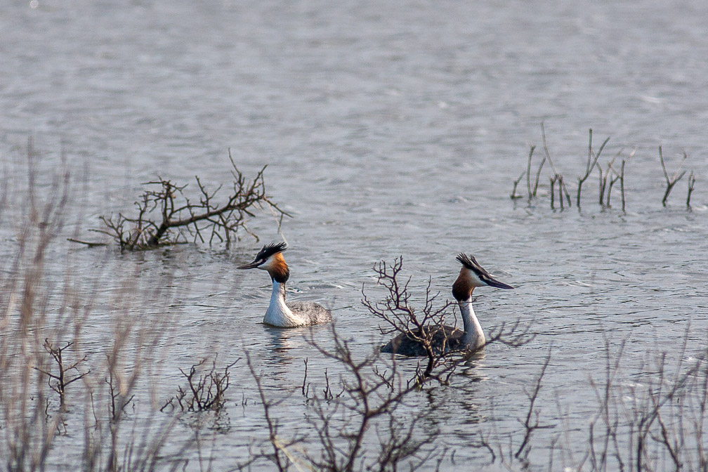 podiceps-cristatus-south-africa.jpg