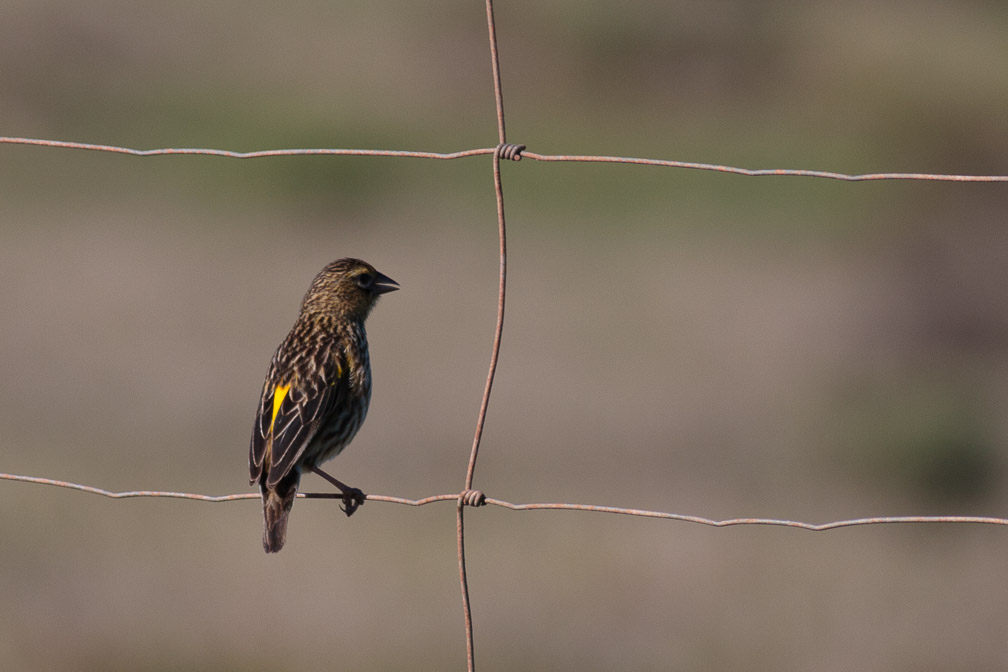 euplectes-capensis-south-africa.jpg