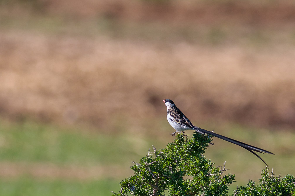 vidua-macroura-south-africa.jpg