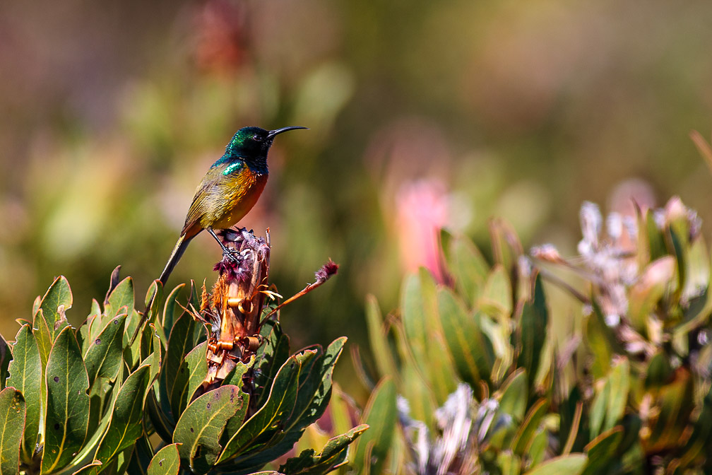 anthobaphes-violacea-south-africa.jpg