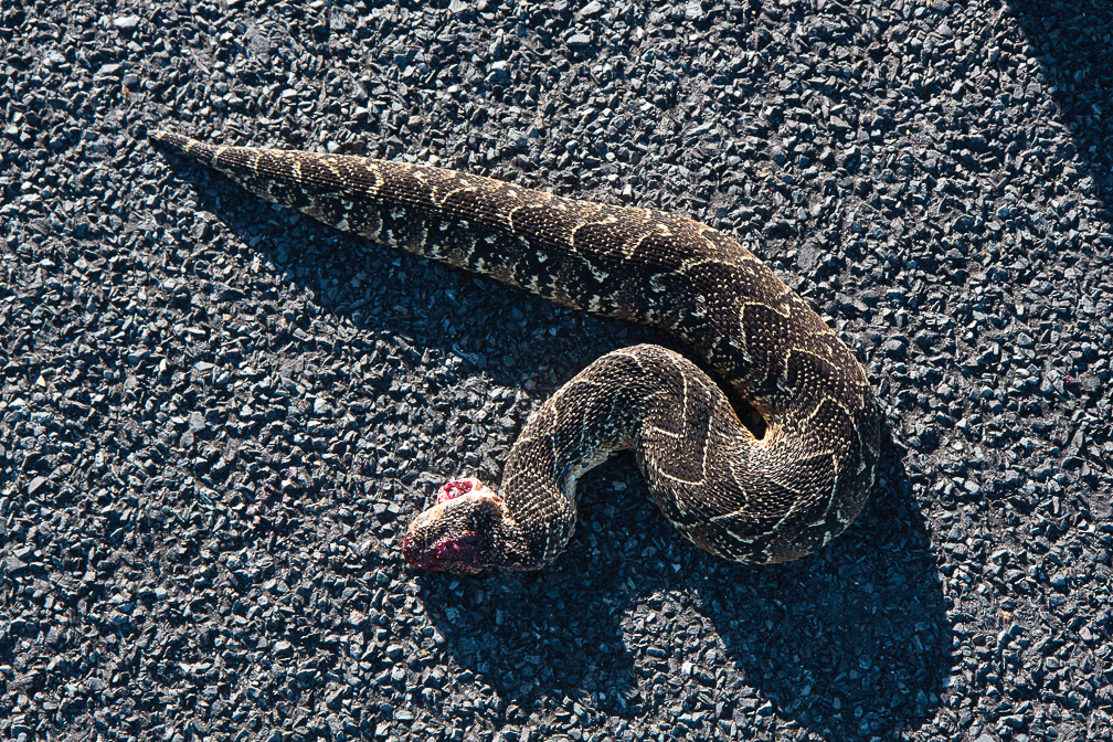 bitis-sp-south-africa.jpg