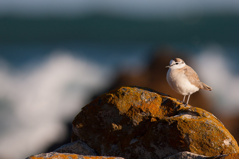 charadrius-marginatus-south-africa-2.jpg