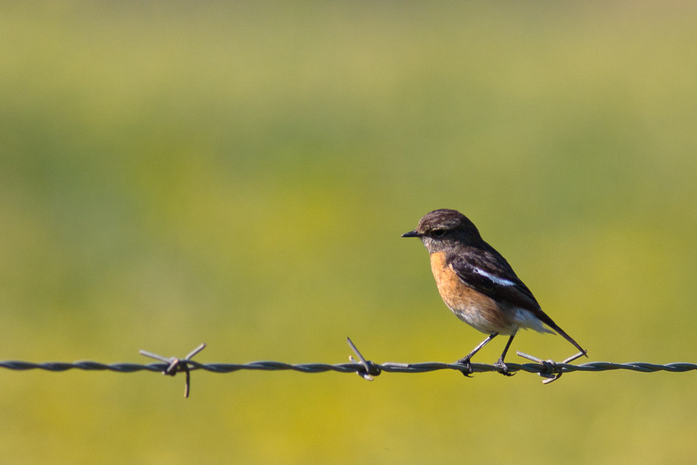 saxicola-torquata-south-africa.jpg