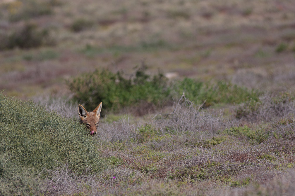 canis-mesomelas-south-africa.jpg