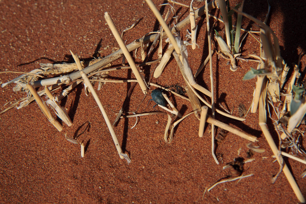 insect-sp-namibia.jpg