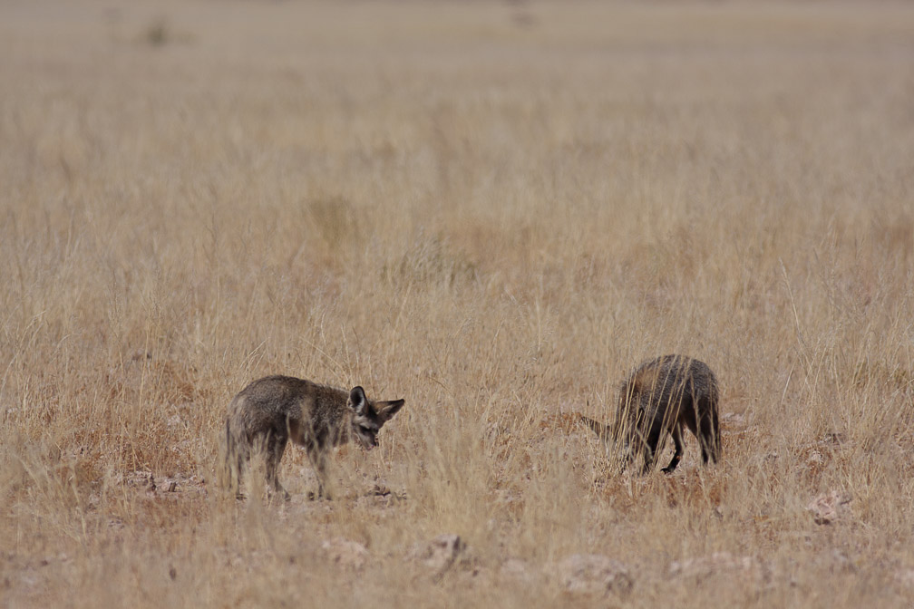 otocyon-megalotis-namibia-2.jpg