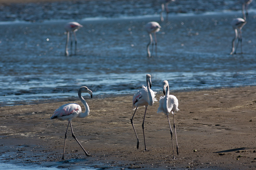 phoenicopterus-ruber-namibia.jpg