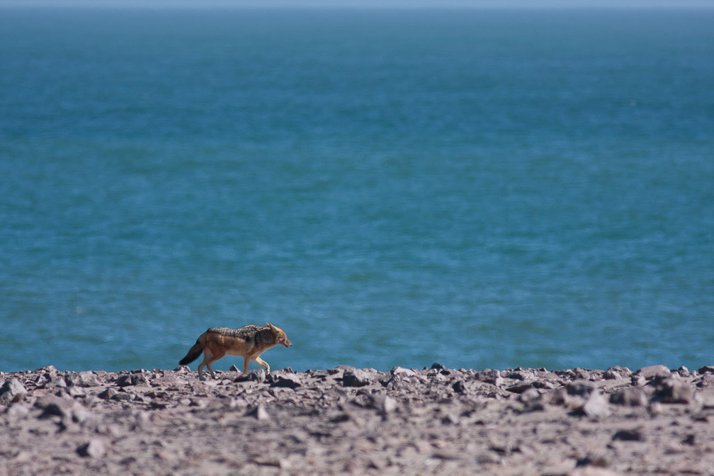 canis-mesomelas-namibia.jpg