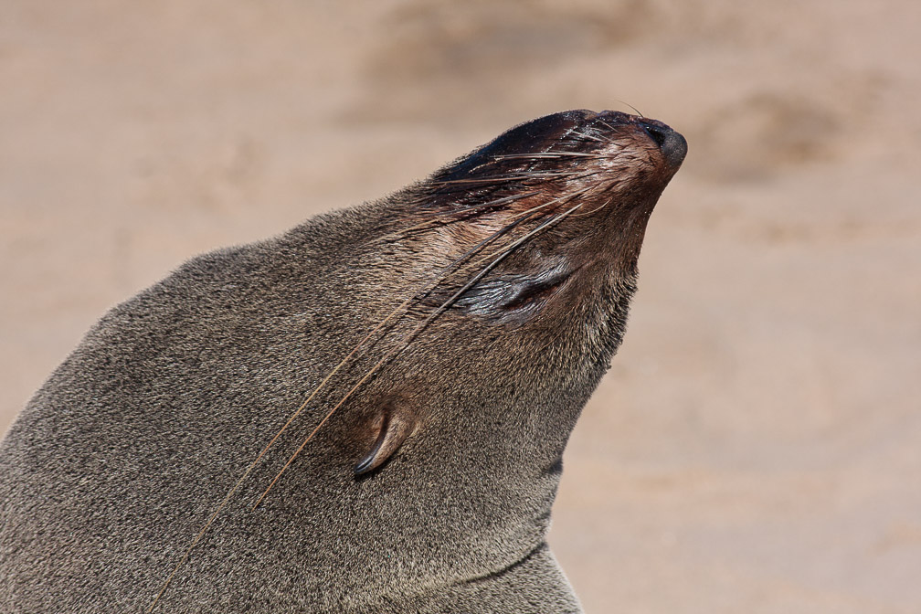 arctocephalus-pusillus-namibia-2.jpg