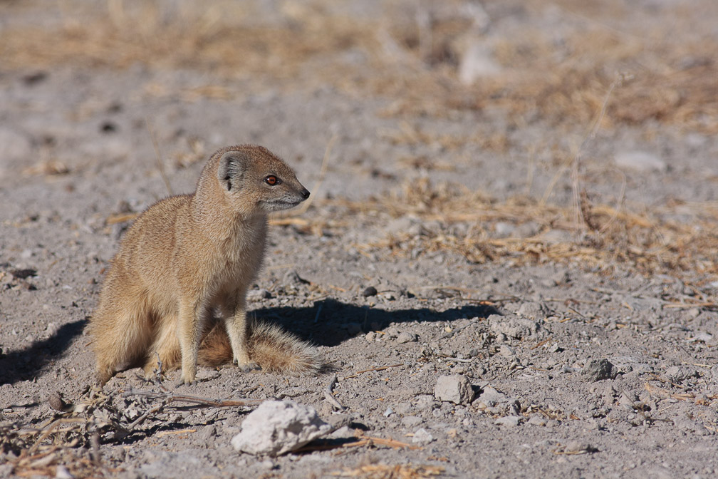 cynictis-penicillata-namibia-2.jpg