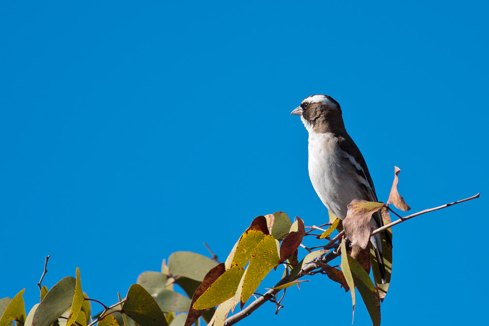 plocepasser-mahali-namibia.jpg