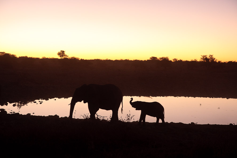 loxodonta-africana-namibia-3.jpg