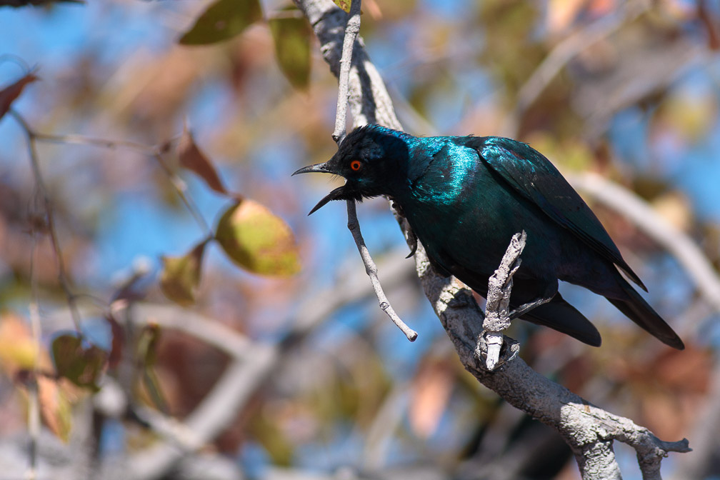 lamprotornis-nitens-namibia.jpg