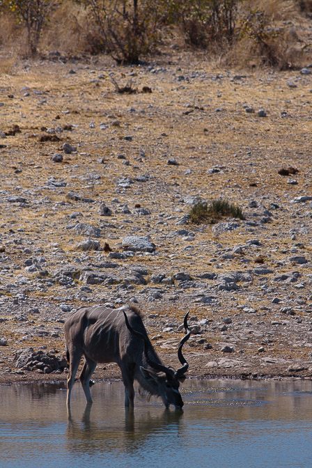 tragelaphus-strepsiceros-namibia.jpg