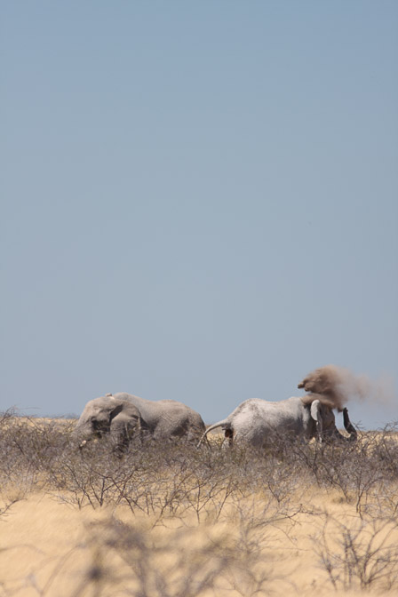 loxodonta-africana-namibia-4.jpg