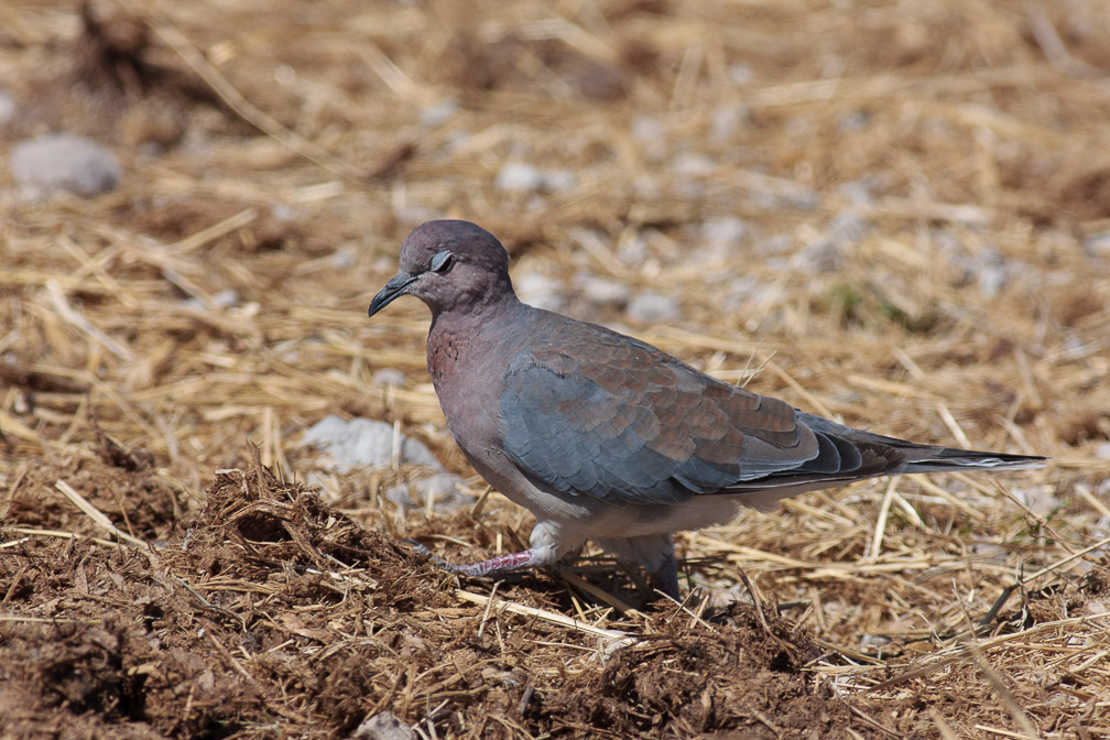 streptopelia-senegalensis-namibia.jpg