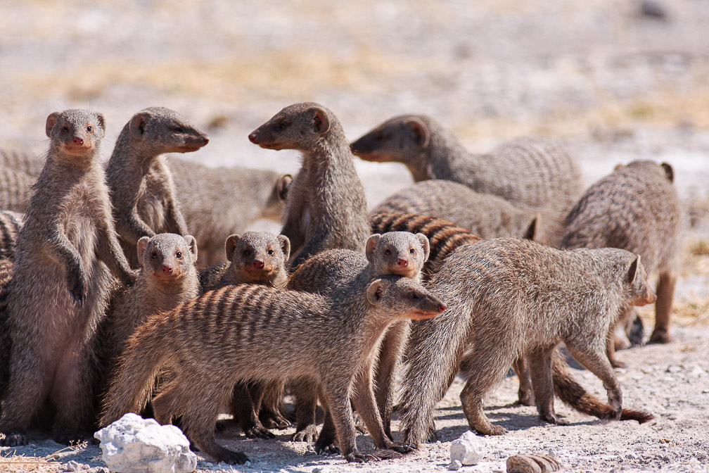 mungos-mungo-namibia-2.jpg